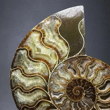 Pora Gamtinių Ammonite Iškastinio Myli kvarco Kristalo Pavyzdys Reiki Gydymo