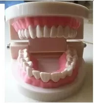 Standartinis Dantų Mokymo Milžinišką Dantų Odontologas, Dantų Vaiko Kidtraining modelis Ištraukti Medicinos mokymo Švietimo Modelio