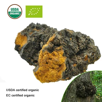 USDA ir EB Sertifikuotų Ekologiškų Chaga grybų ekstrakto 10:1 Polisacharidų